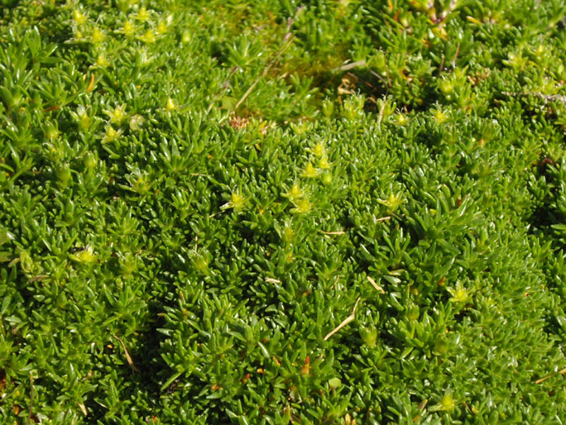 Minuartia stellata f. minima en fleurs sur des rochers calcaires en altitude